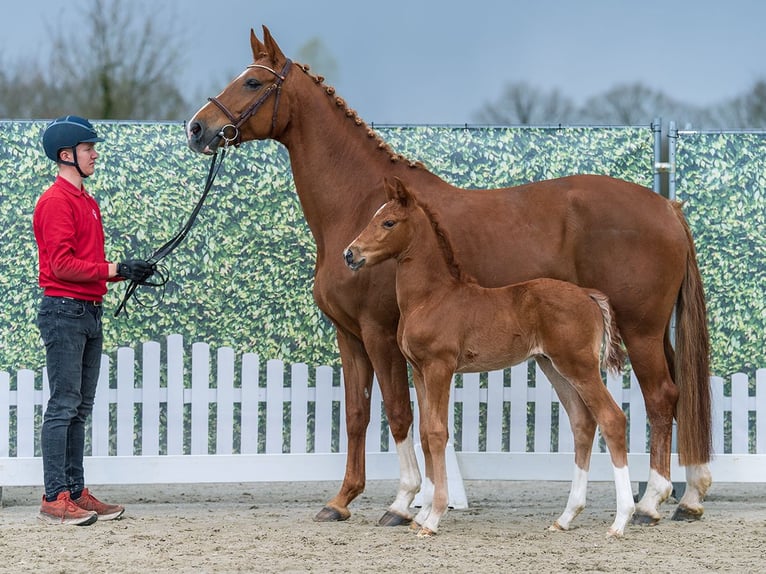 Westphalian Stallion Foal (03/2026) Chestnut-Red in Münster-Handorf