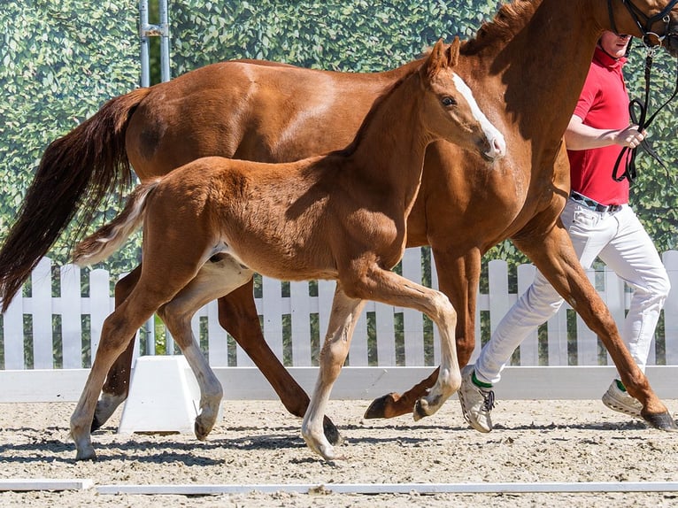 Westphalian Stallion Foal (02/2026) Chestnut-Red in Münster-Handorf