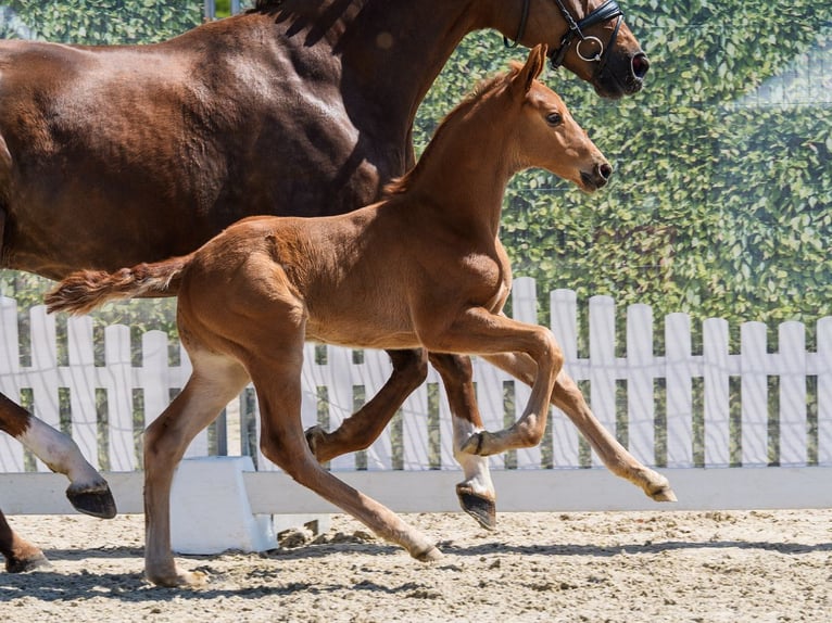 Westphalian Stallion Foal (04/2026) Chestnut-Red in Münster-Handorf