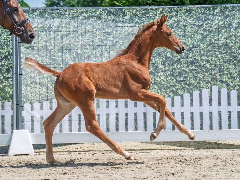 Westphalian Stallion  Chestnut-Red in M&#xFC;nster Handorf