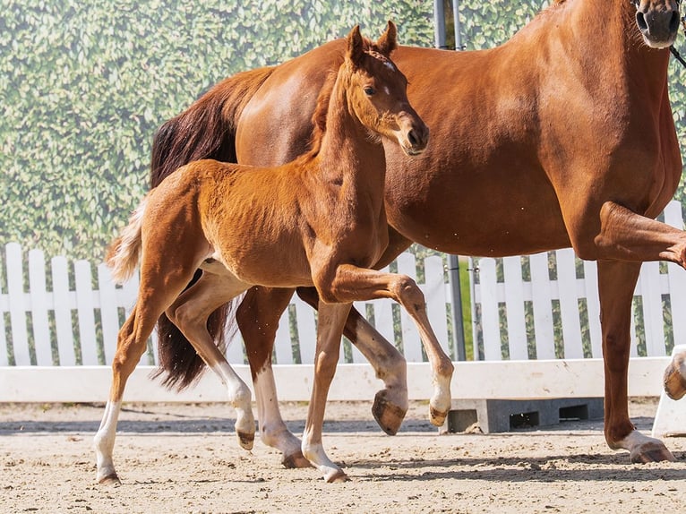 Westphalian Stallion Foal (02/2026) Chestnut-Red in Münster-Handorf