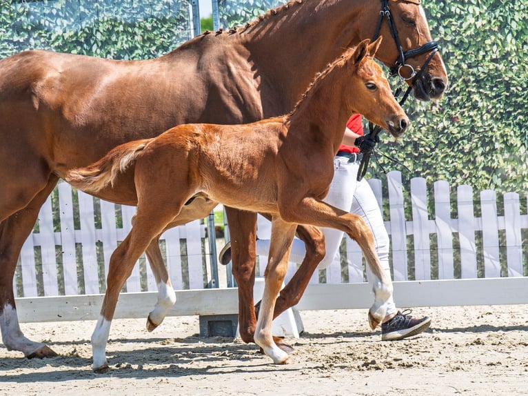 Westphalian Stallion  Chestnut-Red in M&#xFC;nster Handorf