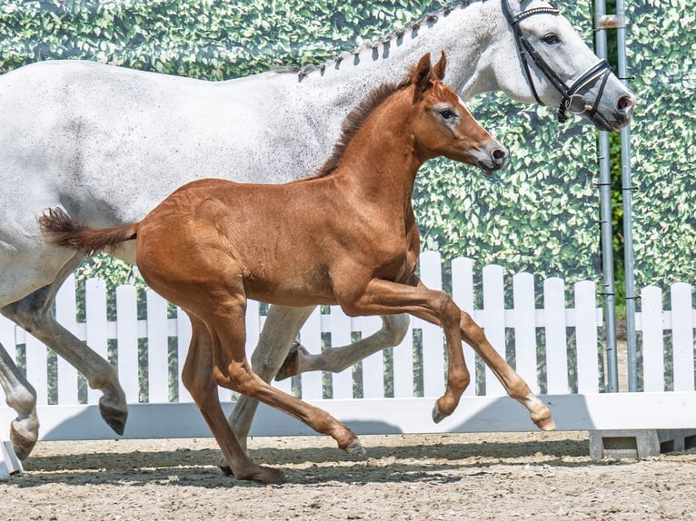 Westphalian Stallion  Chestnut-Red in M&#xFC;nster Handorf