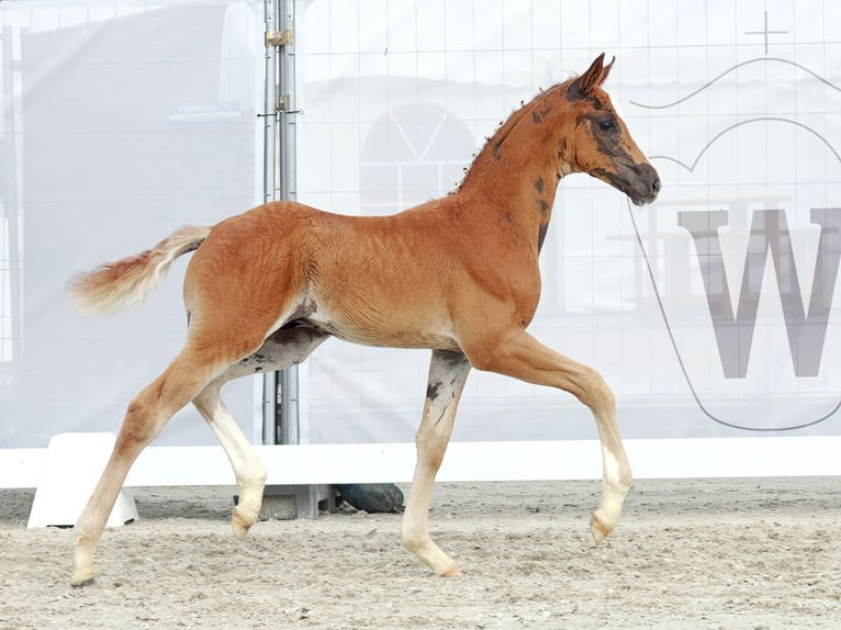 Westphalian Stallion Foal (06/2023) Chestnut-Red in Münster-Handorf