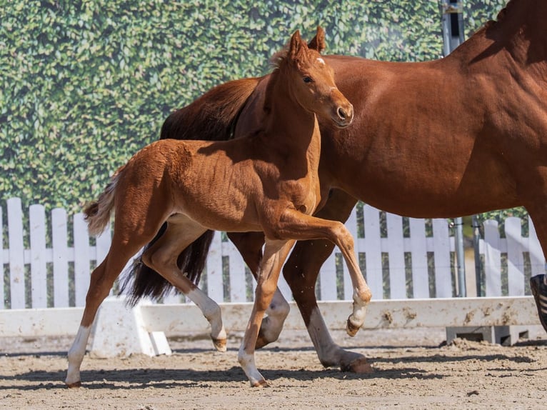 Westphalian Stallion Foal (02/2026) Chestnut-Red in Münster-Handorf