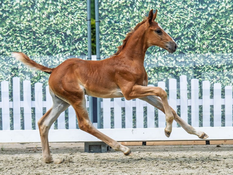 Westphalian Stallion Foal (07/2025) Chestnut-Red in M&#xFC;nster-Handorf