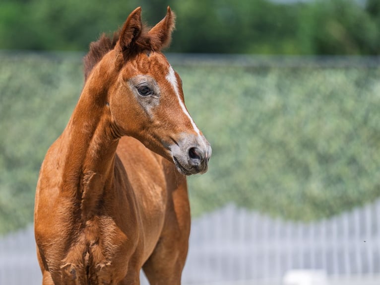 Westphalian Stallion  Chestnut-Red in M&#xFC;nster Handorf