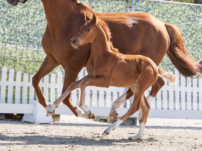 Westphalian Stallion Foal (02/2026) Chestnut-Red in Münster-Handorf