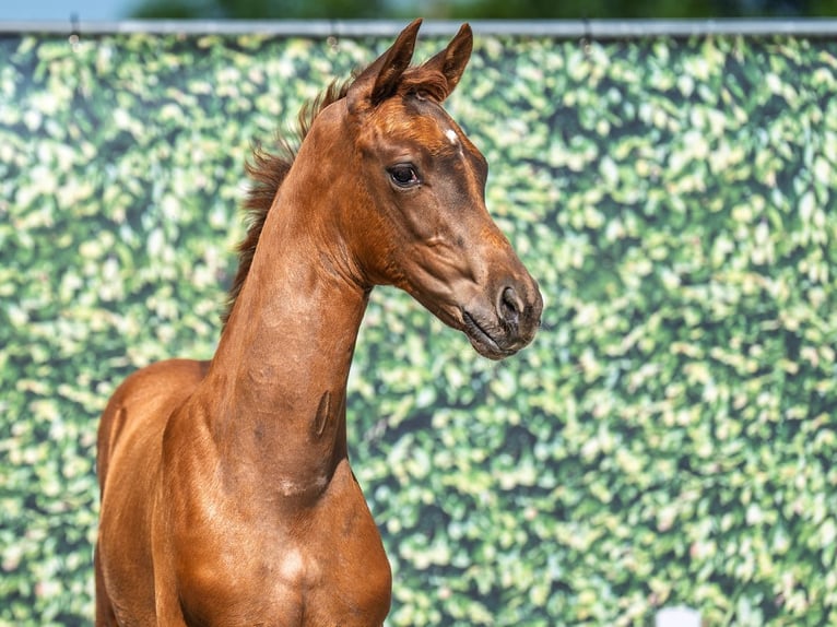 Westphalian Stallion  Chestnut-Red in M&#xFC;nster Handorf