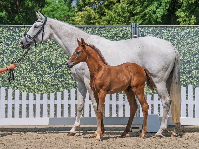 Westphalian Stallion  Chestnut-Red in M&#xFC;nster Handorf