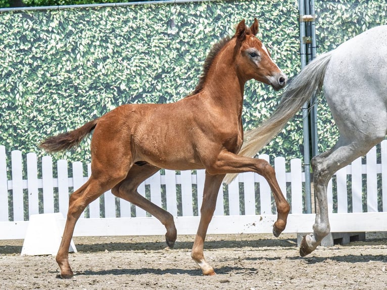 Westphalian Stallion  Chestnut-Red in M&#xFC;nster Handorf