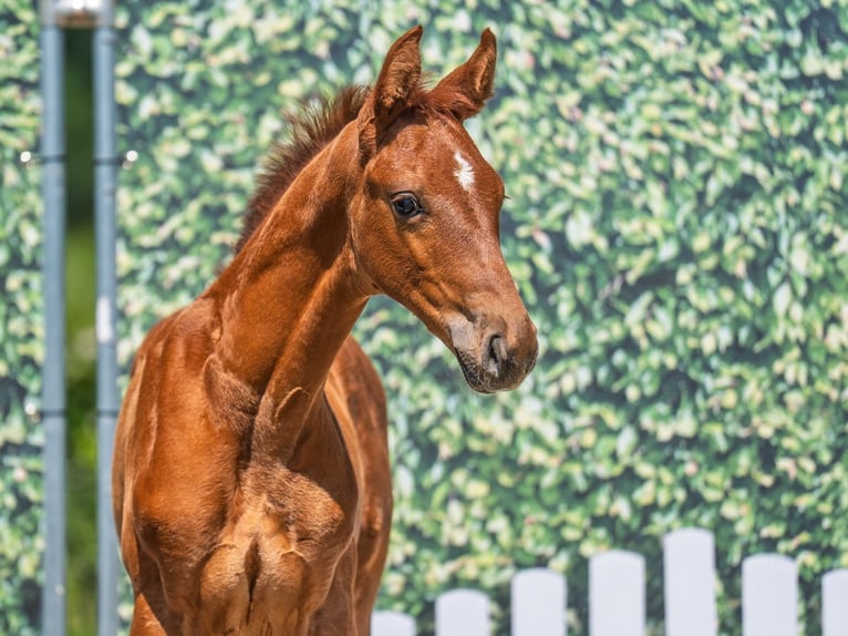Westphalian Stallion  Chestnut-Red in M&#xFC;nster Handorf