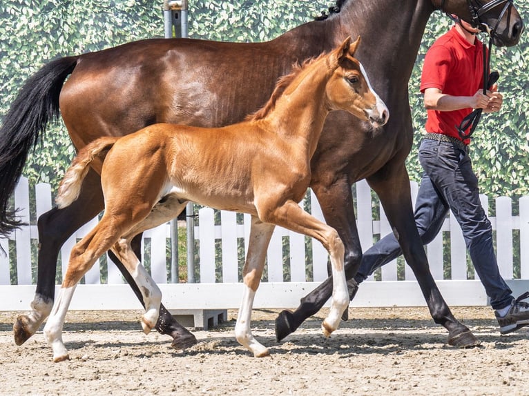 Westphalian Stallion  Chestnut-Red in M&#xFC;nster Handorf