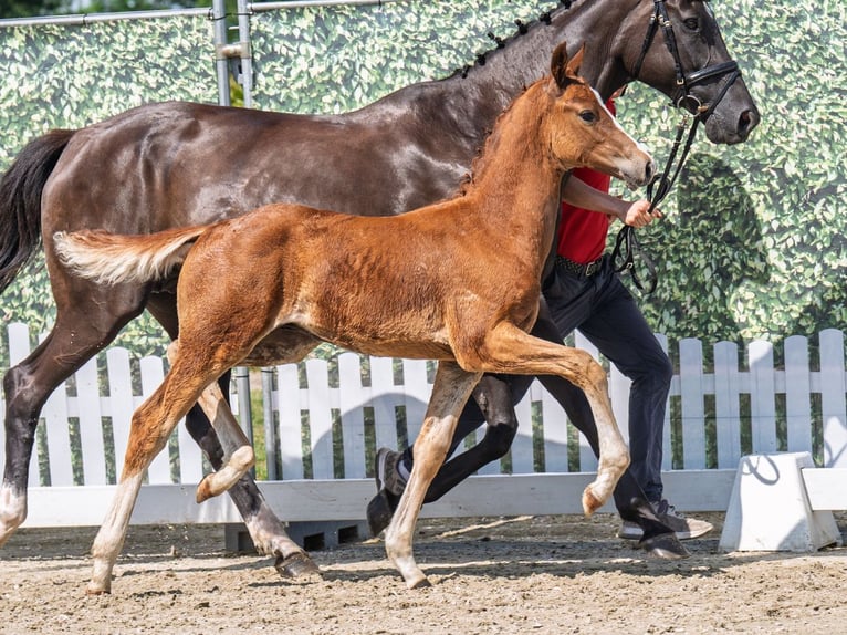 Westphalian Stallion  Chestnut-Red in M&#xFC;nster Handorf
