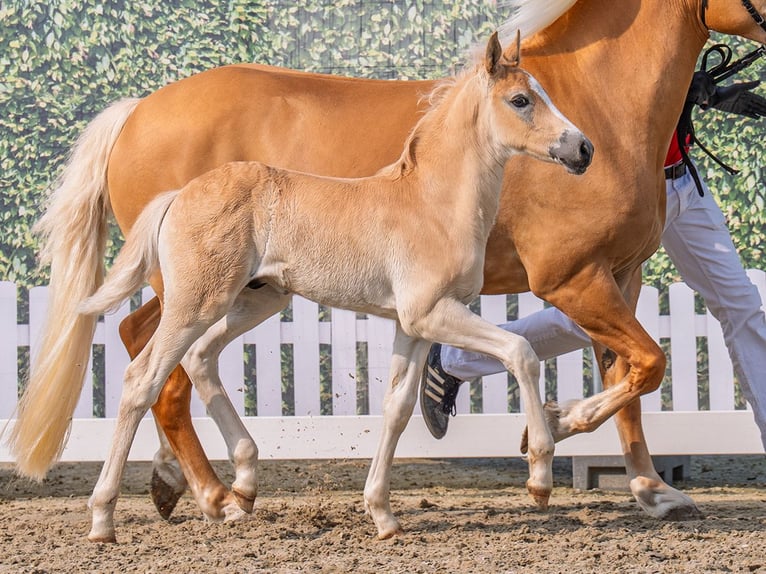 Westphalian Stallion  Chestnut-Red in M&#xFC;nster Handorf