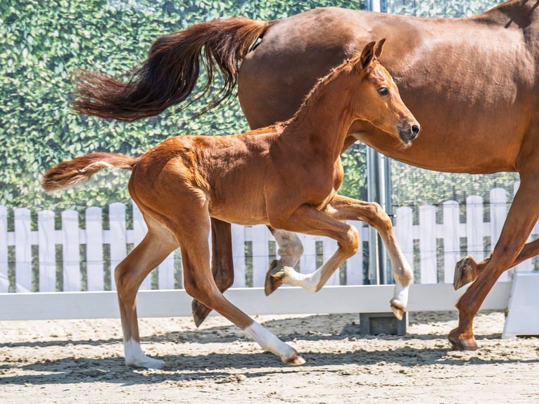 Westphalian Stallion  Chestnut-Red in M&#xFC;nster Handorf