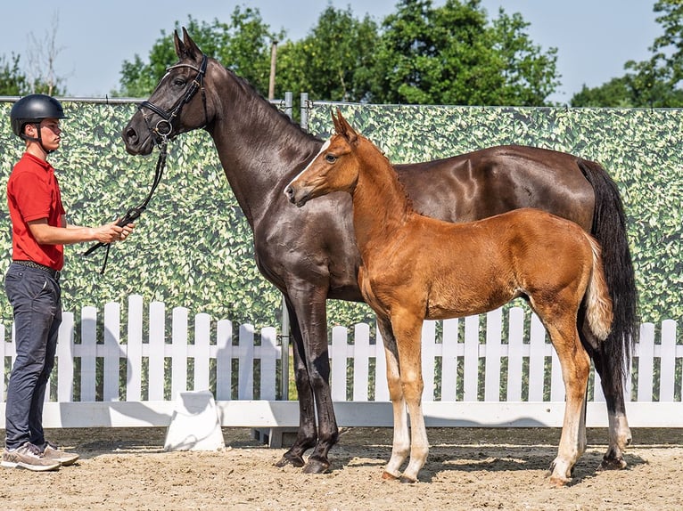 Westphalian Stallion  Chestnut-Red in M&#xFC;nster Handorf
