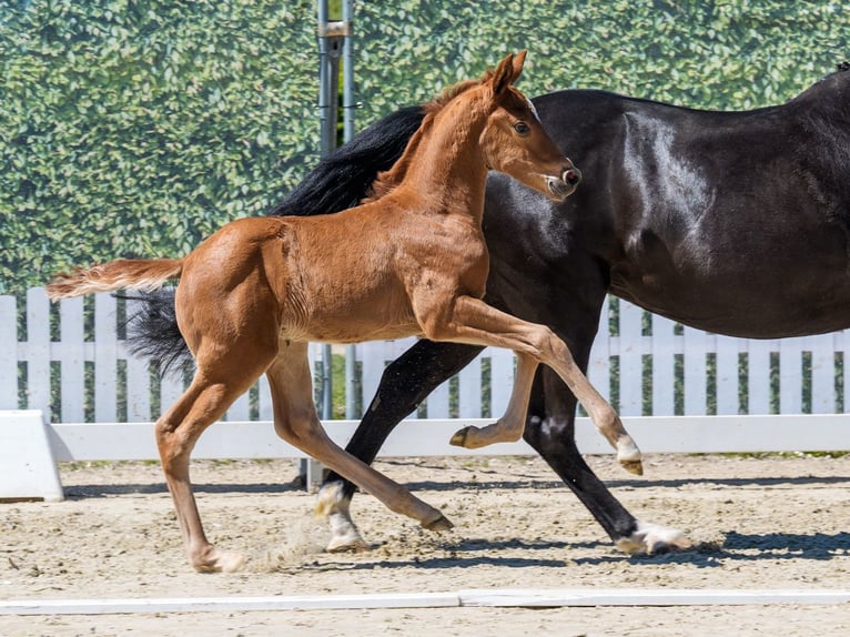 Westphalian Stallion Foal (04/2026) Chestnut-Red in Münster-Handorf
