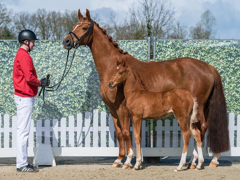Westphalian Stallion Foal (02/2026) Chestnut-Red in Münster-Handorf