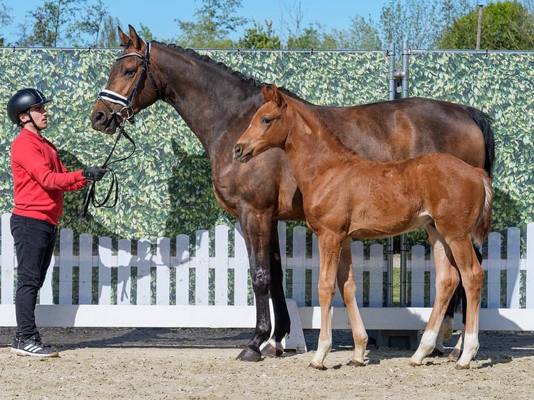 Westphalian Stallion Foal (03/2026) Chestnut-Red in Münster-Handorf