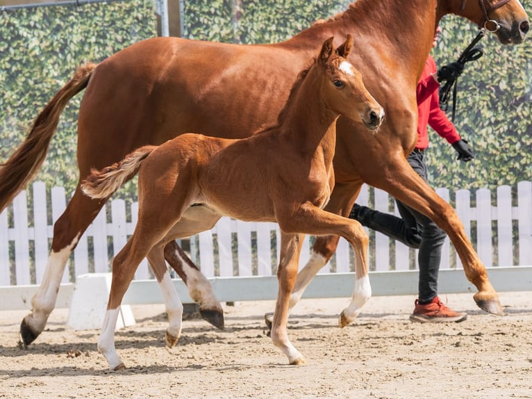 Westphalian Stallion Foal (03/2026) Chestnut-Red in Münster-Handorf