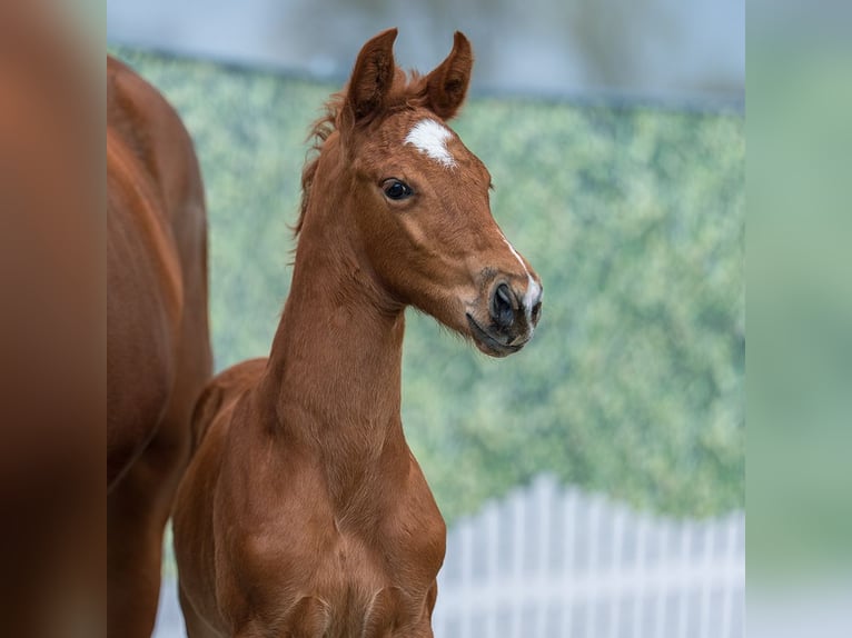 Westphalian Stallion Foal (03/2026) Chestnut-Red in Münster-Handorf