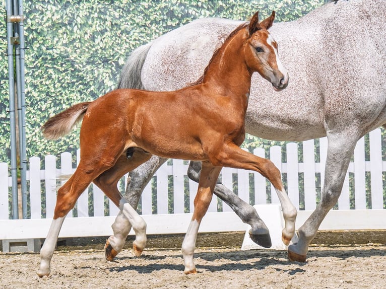 Westphalian Stallion  Chestnut-Red in M&#xFC;nster Handorf