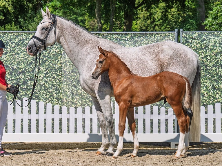 Westphalian Stallion  Chestnut-Red in M&#xFC;nster Handorf