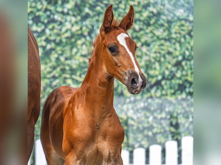 Westphalian Stallion Foal (07/2025) Chestnut-Red in M&#xFC;nster-Handorf
