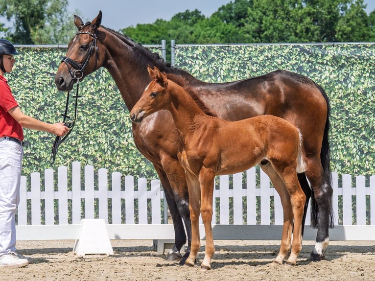 Westphalian Stallion  Chestnut-Red in M&#xFC;nster Handorf