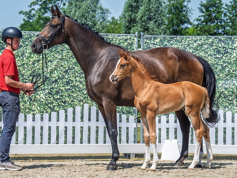 Westphalian Stallion  Chestnut-Red in M&#xFC;nster Handorf
