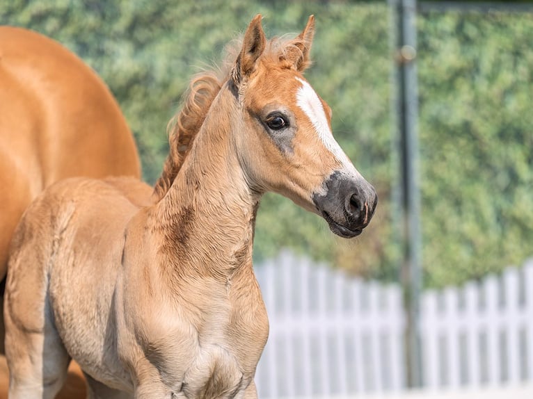Westphalian Stallion  Chestnut-Red in M&#xFC;nster Handorf