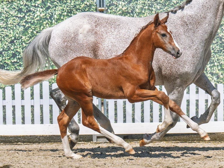 Westphalian Stallion  Chestnut-Red in M&#xFC;nster Handorf