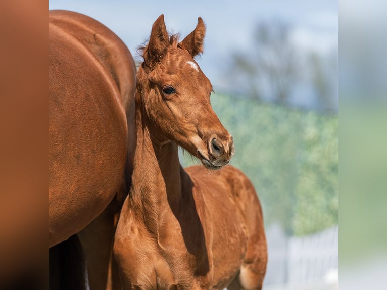 Westphalian Stallion Foal (02/2026) Chestnut-Red in Münster-Handorf
