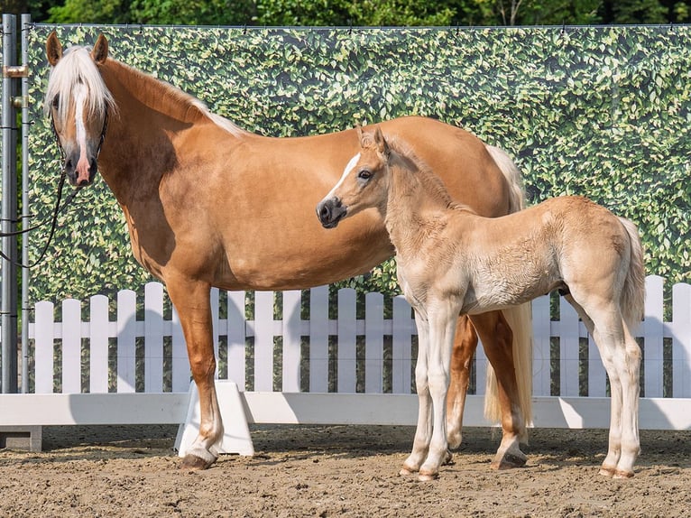 Westphalian Stallion  Chestnut-Red in M&#xFC;nster Handorf