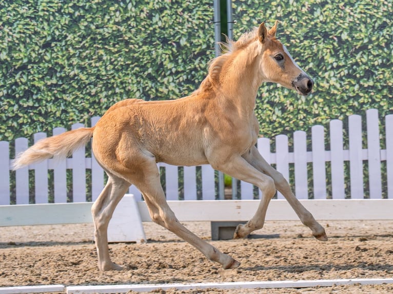 Westphalian Stallion  Chestnut-Red in M&#xFC;nster Handorf