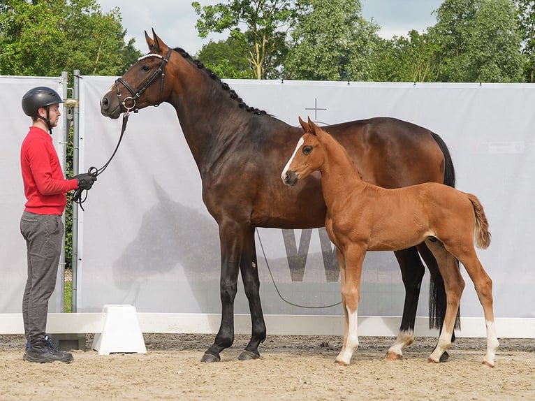 Westphalian Stallion Foal (05/2024) Chestnut-Red in Münster-Handorf