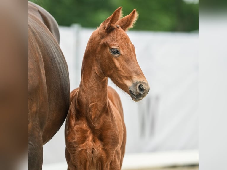 Westphalian Stallion Foal (01/2024) Chestnut-Red in Münster-Handorf