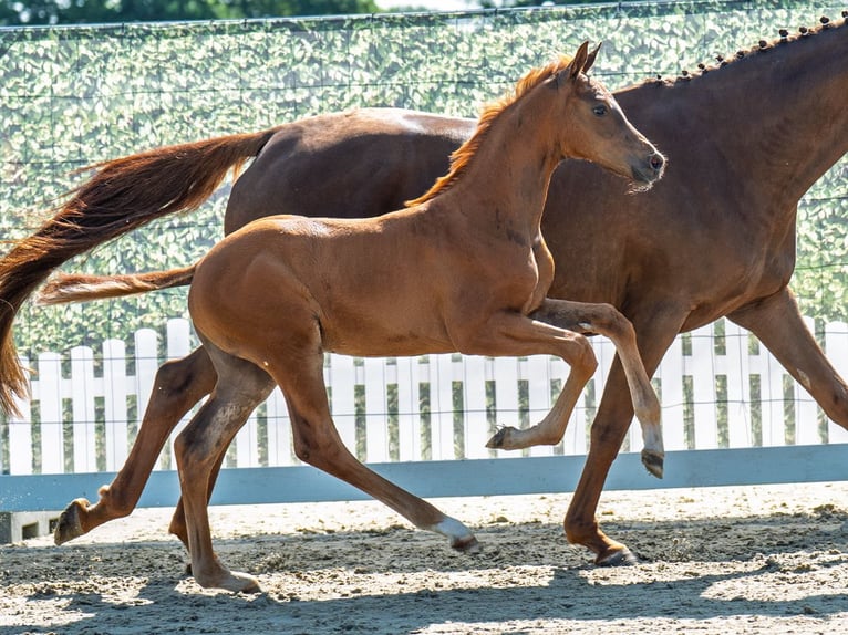 Westphalian Stallion  Chestnut-Red in M&#xFC;nster Handorf