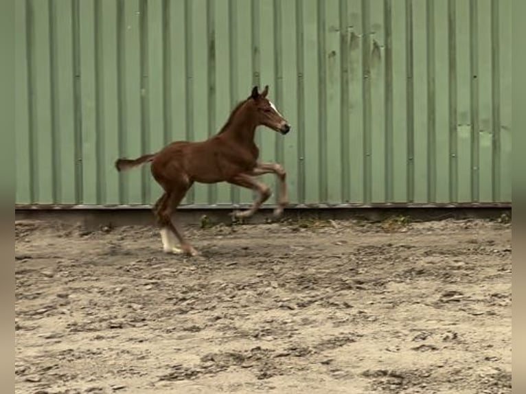 Westphalian Stallion Foal (05/2024) Chestnut-Red in Münster