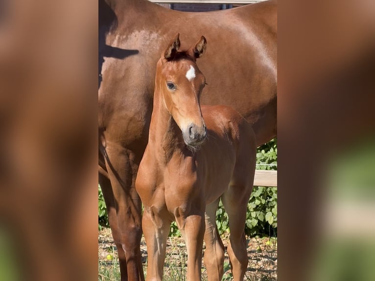 Westphalian Stallion Foal (06/2026) Chestnut-Red in Neuenkirchen