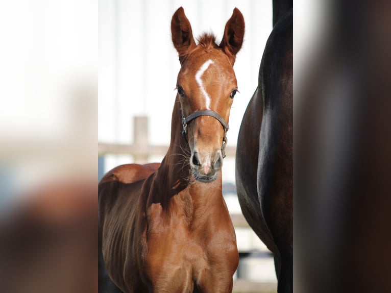 Westphalian Stallion  Chestnut-Red in Neustadt am Rübenberge