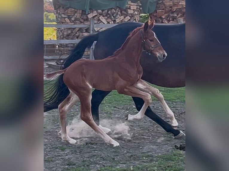 Westphalian Stallion  Chestnut-Red in Neustadt am Rübenberge