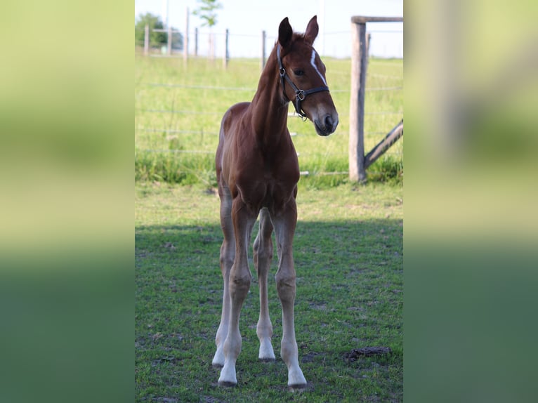 Westphalian Stallion  Chestnut-Red in Neustadt am Rübenberge