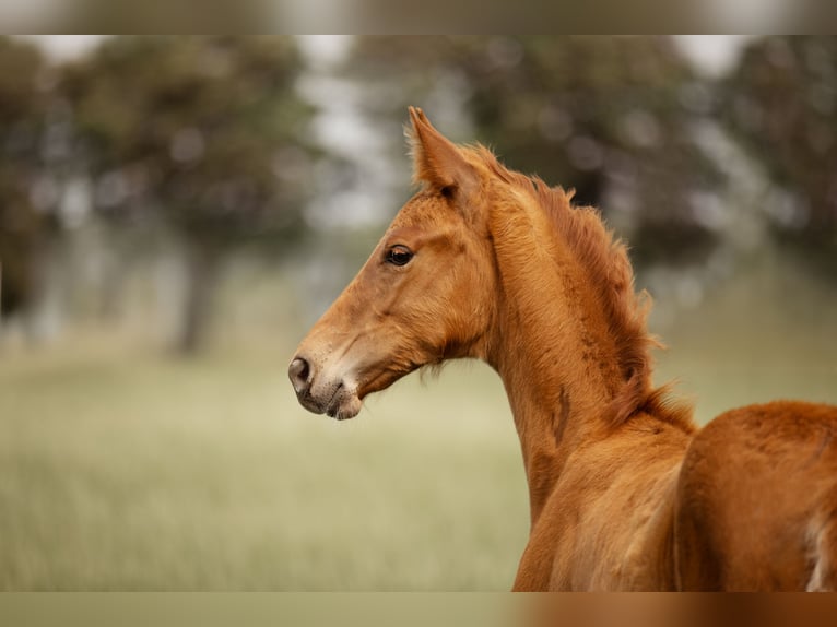 Westphalian Stallion  Chestnut-Red in Rheine