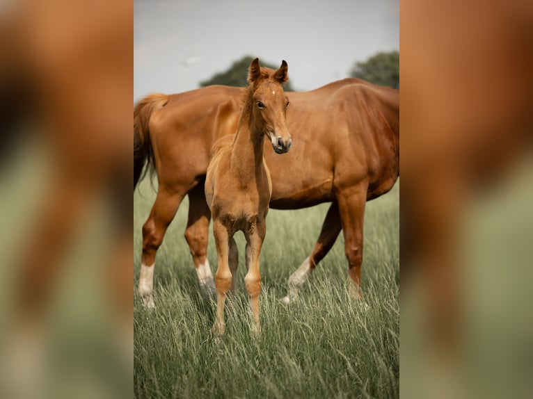 Westphalian Stallion  Chestnut-Red in Rheine