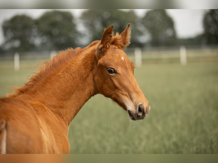 Westphalian Stallion  Chestnut-Red in Rheine