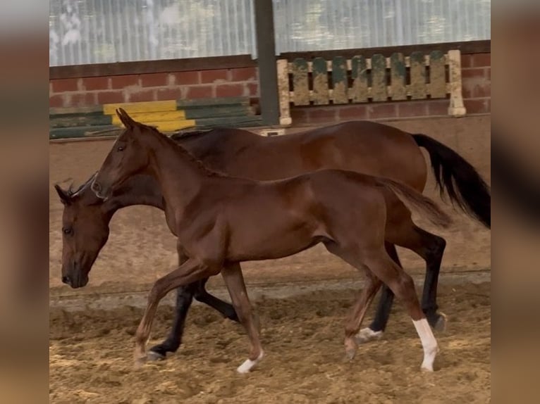 Westphalian Stallion Foal (04/2026) Chestnut-Red in Warendorf