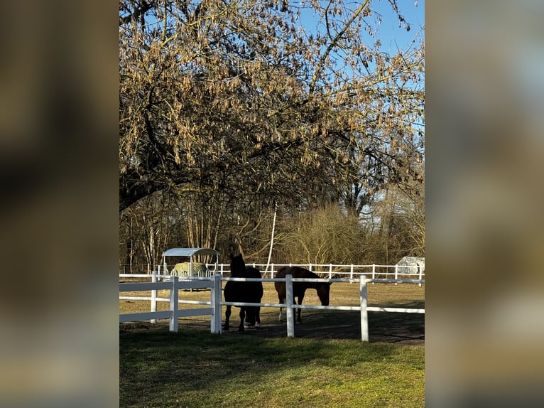 Westphalian Stallion Foal (03/2025) Chestnut-Red in Gartow