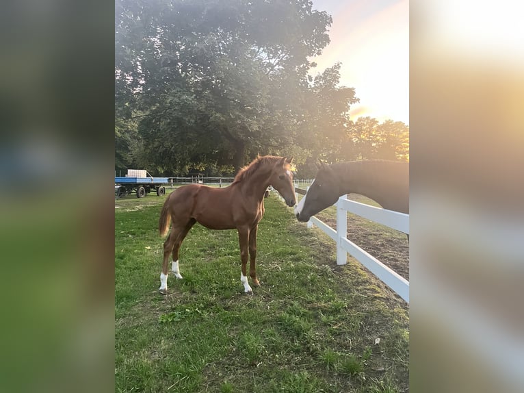 Westphalian Stallion Foal (03/2025) Chestnut-Red in Gartow